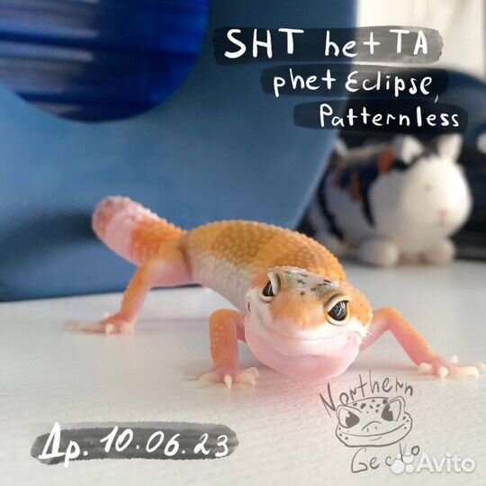 Эублефар леопардовый геккон