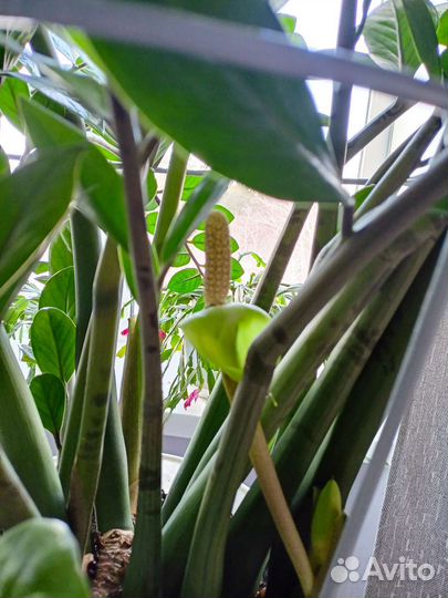 Замиокулькас