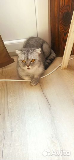 Британские котята бесплатно