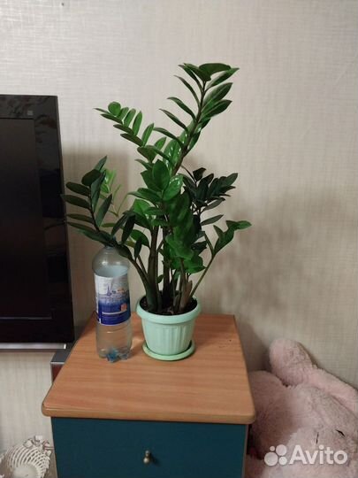 Замиокулькас