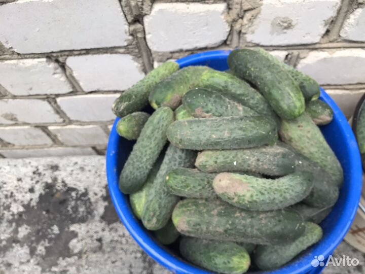 Огурцы свежие