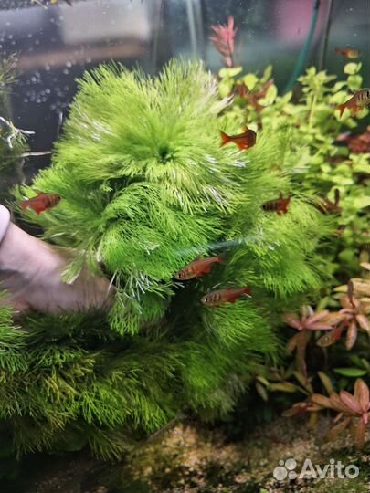 Набор из 15 растений в аквариум+доставка