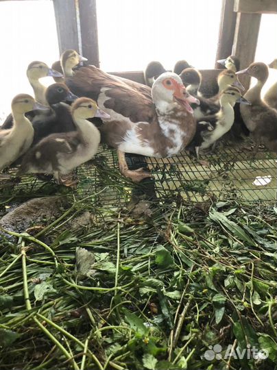 Утки, утята