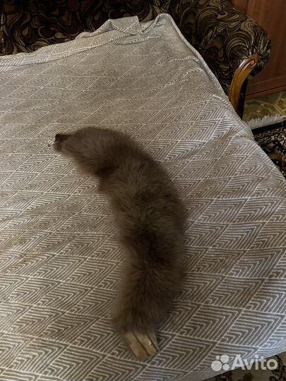 Меховой воротник песец