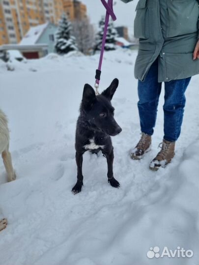 Собака в добрые руки