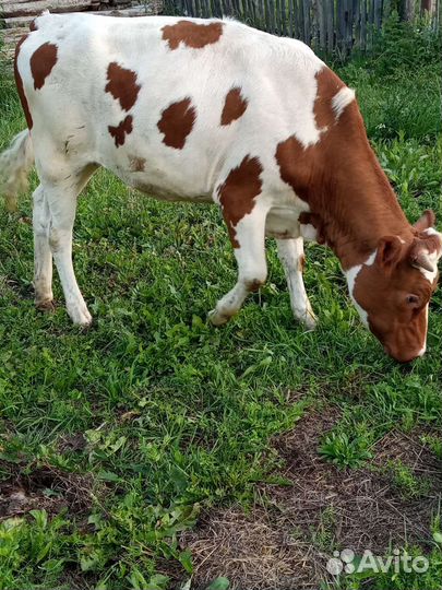 Домашние тёлки