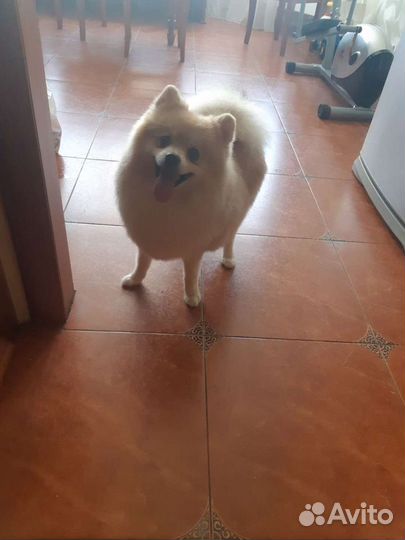 Вязка. Шпиц мальчик