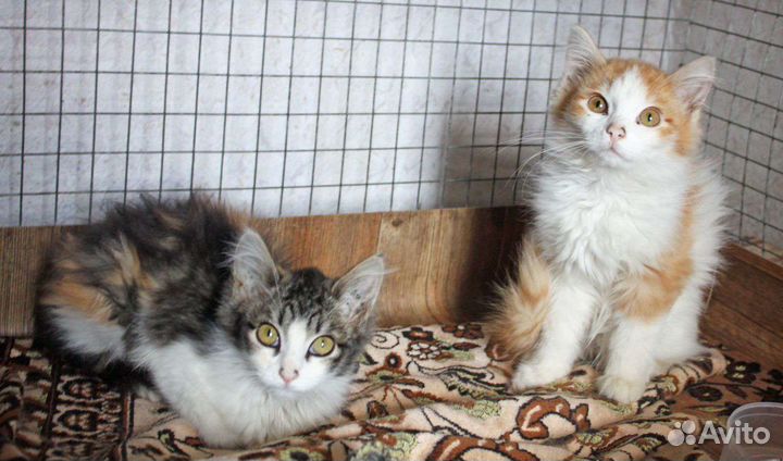 Котята