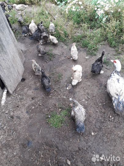 Мускусные индоутки