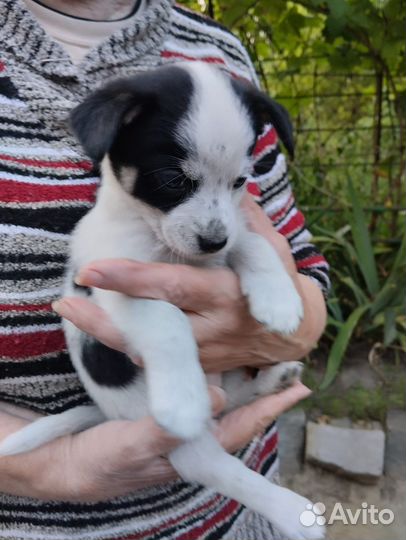 Щенок в добрые руки маленькой собаки