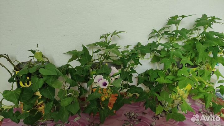 Батат черенки