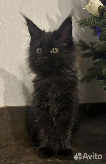 Котята мейн-кун