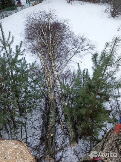 Спил удаление деревьев