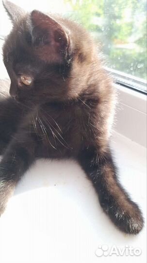 Кошка, котенок в добрые руки