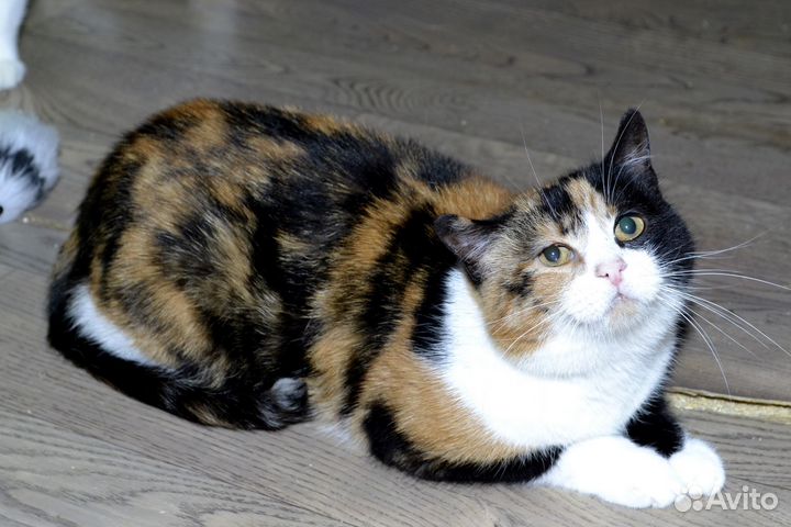 Кошечка Муся в добрые руки