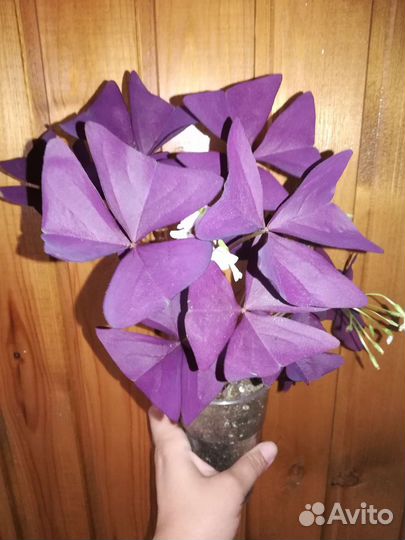 Кислица оксалис