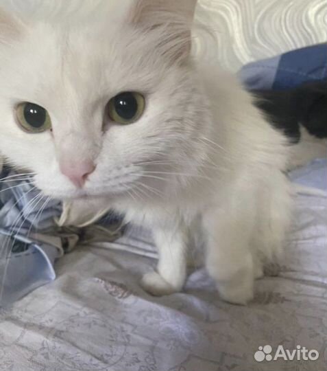 Кошка в добрые руки