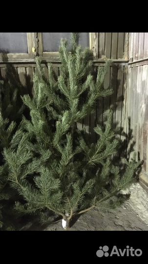 Елка Ёлка,лапники из пихты, сосны пихты