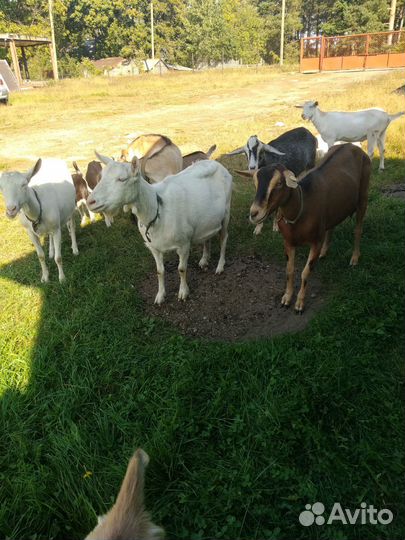 Козы альпийские и заанненские