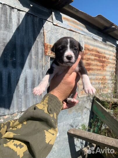 Отдам щенят