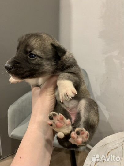 Щенки сибирской хаски