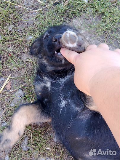 Собака в добрые руки отдам бесплатно