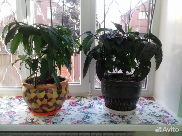 Комнатные цветы