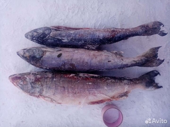 Рыба, икра и морепродукты