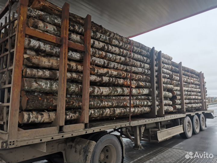 Кругляк деловой березы