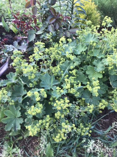 Манжетка мягкая