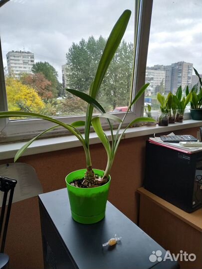 Продам цветы комнатные. Кливия