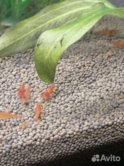 Рыбки, креветки и растения