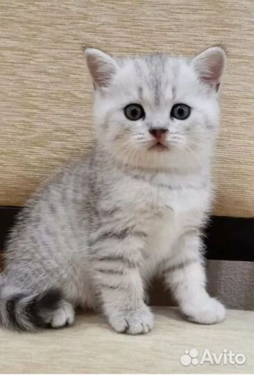 Шотландские котята