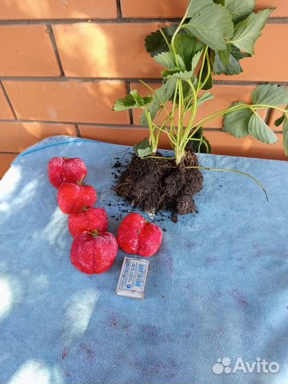 Рассада клубники Азия и Альба (Репродукция - 1)