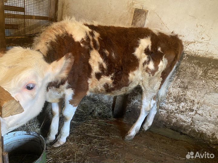 Телки 9 месяцев