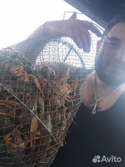 Живые раки / Готовые раки 24/7 / Раки оптом