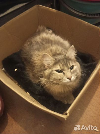 Отдам кошку