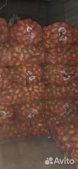 Продам картофель