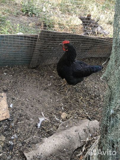 Петухи доминанты 4 мес