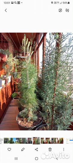 Сосна итальянская пиния