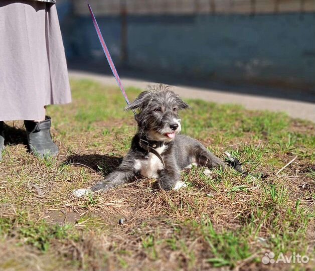 Очень ласковый щенок