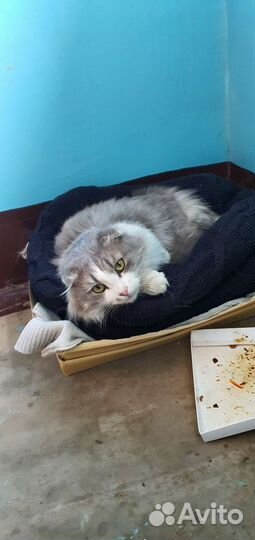 Котик ищет дом и добрых людей