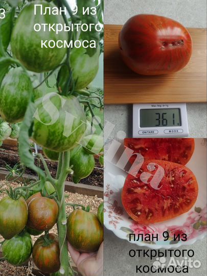 Семена томатов