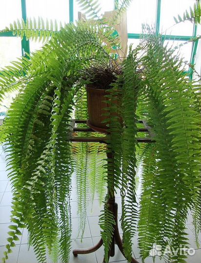 Комнатные цветы растение папоротник Нефролепис Бо