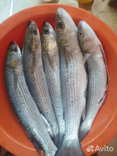 Морской червь (моряк)