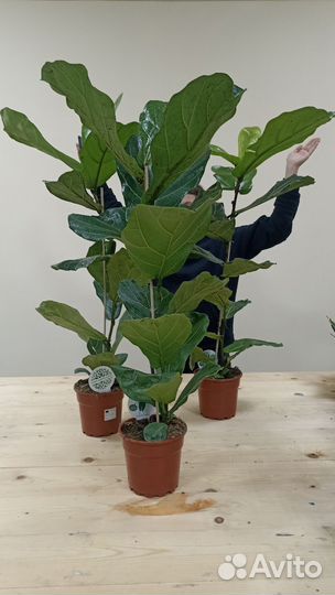 Фикус лирата колумнарис