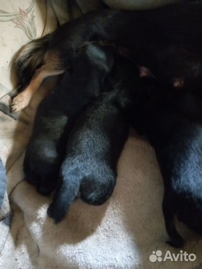 Той-терьер щенки