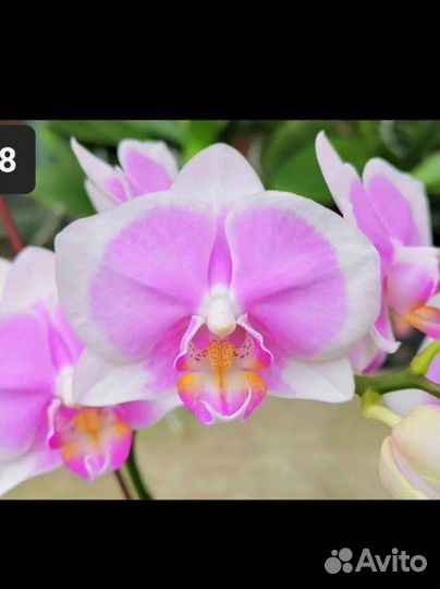 Орхидея