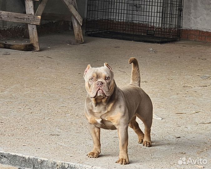 Американский булли кобель1.5 года импорт Испания