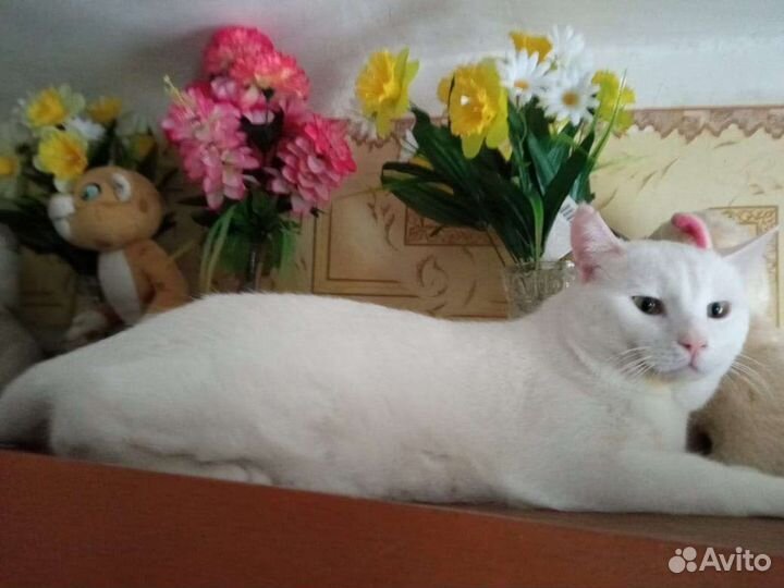 Котик в добрые руки